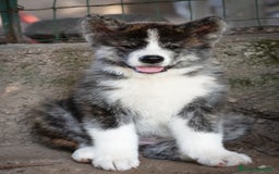 Akita Inu cani in vendita: Akita Inu  a Provincia di Belluno - Immagine 8