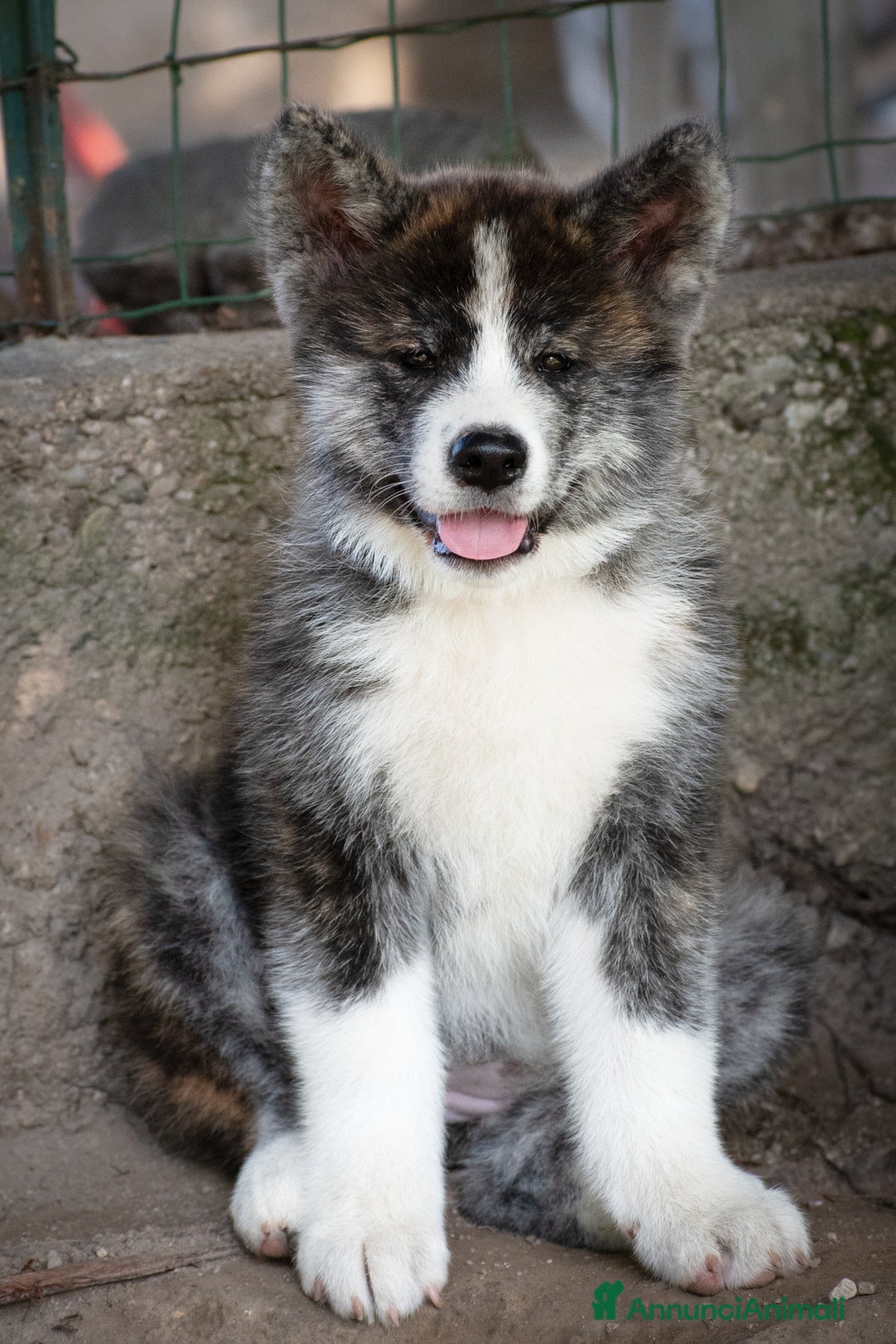 Akita Inu cani in vendita: Akita Inu  a Provincia di Belluno - Immagine 8