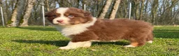 Australian Shepherd cani in vendita: Cuccioli Australian Shepherd / Pastore Australiano - Annuncio 4