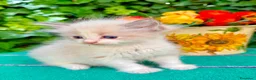Ragdoll gatti in vendita: cucciola di ragdoll - Annuncio 2