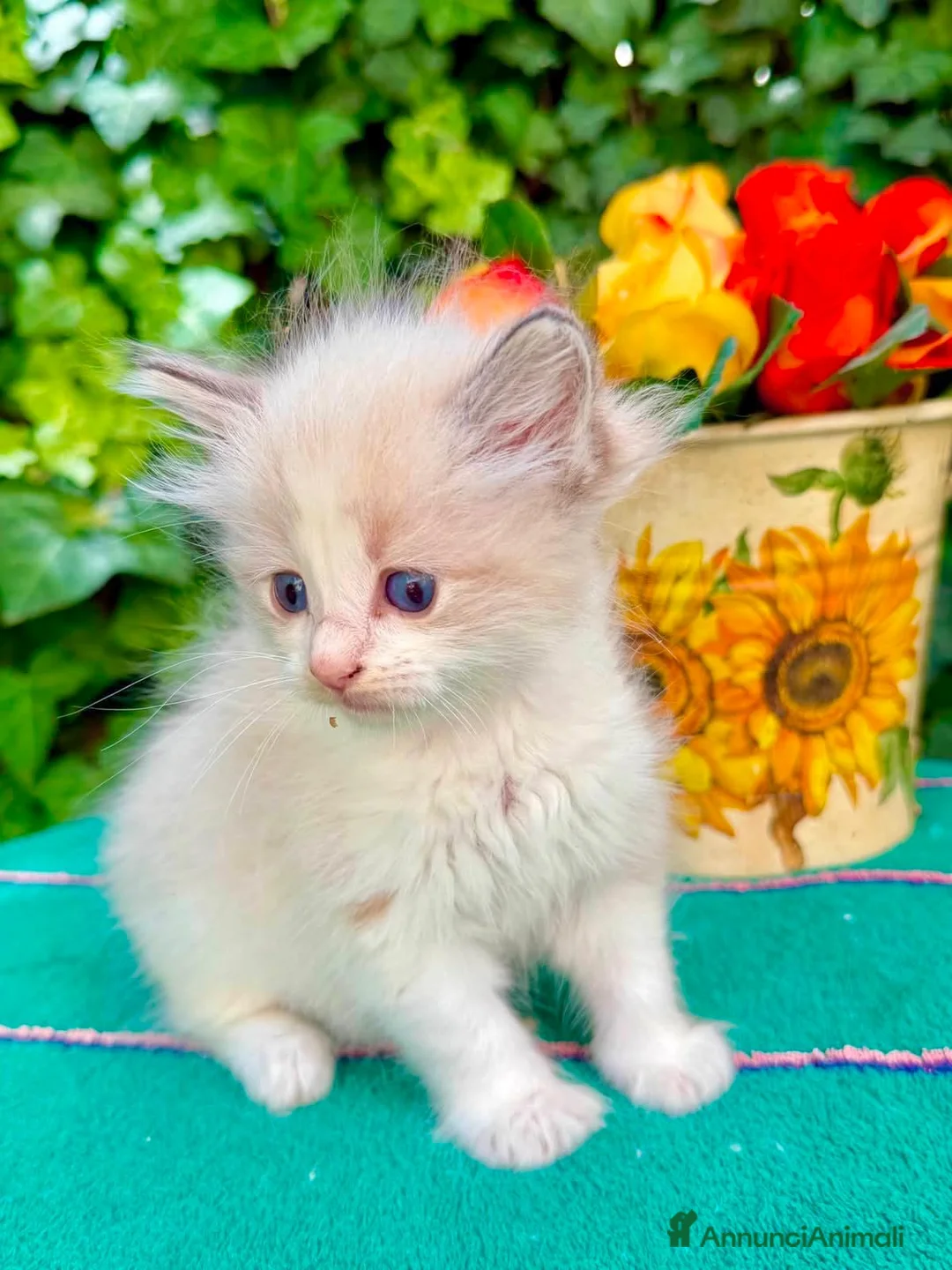 Ragdoll gatti in vendita: cucciola di ragdoll - Annuncio 2