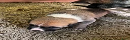 Meticcio cani in regalo: Regalo cuccioli - Annuncio 6