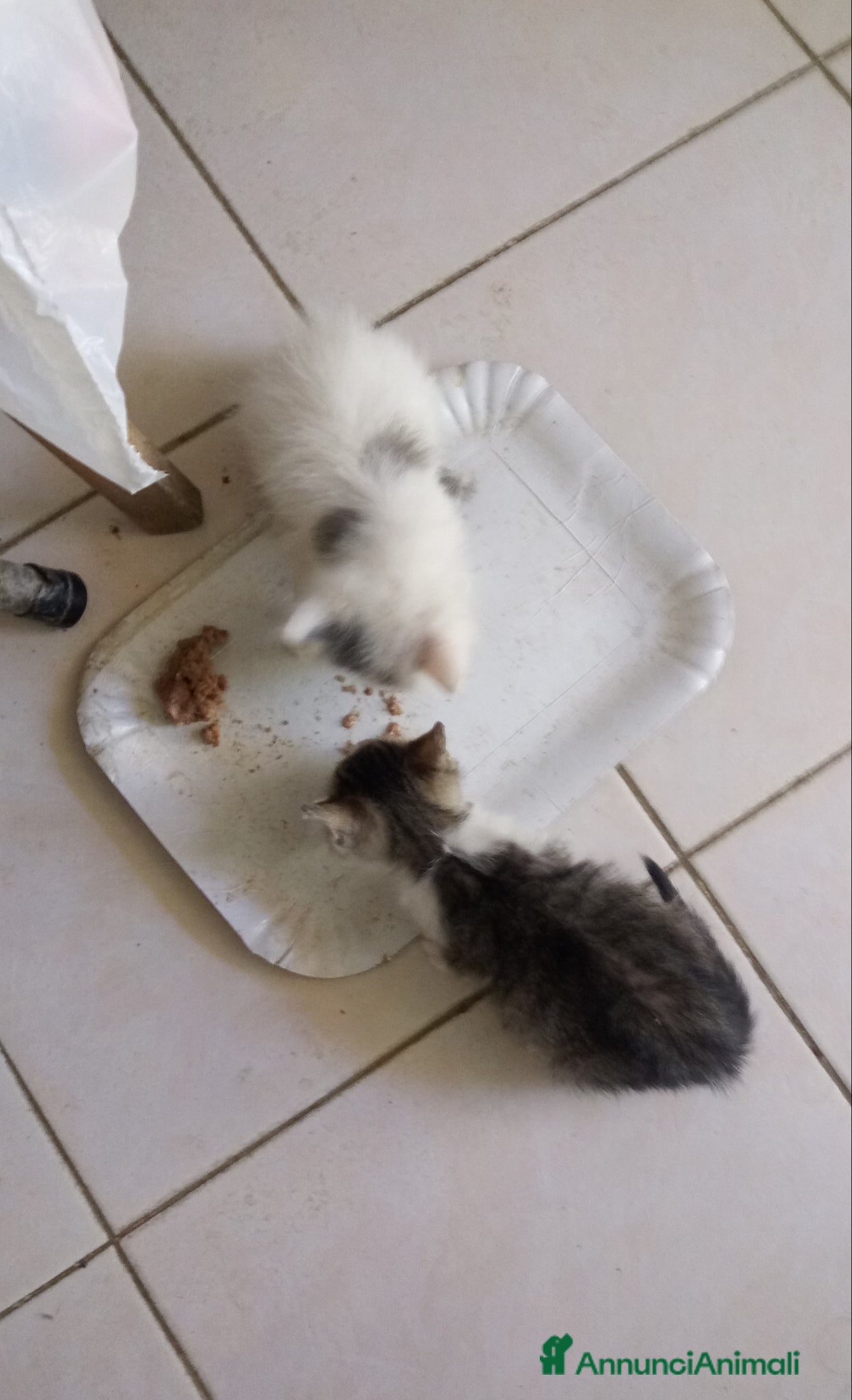 Europeo gatti Regaloo Gattinii - Annuncio 1