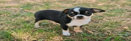 Chihuahua cani in vendita: Chihuahua toy femmina  a Provincia di Alessandria - Annuncio 2