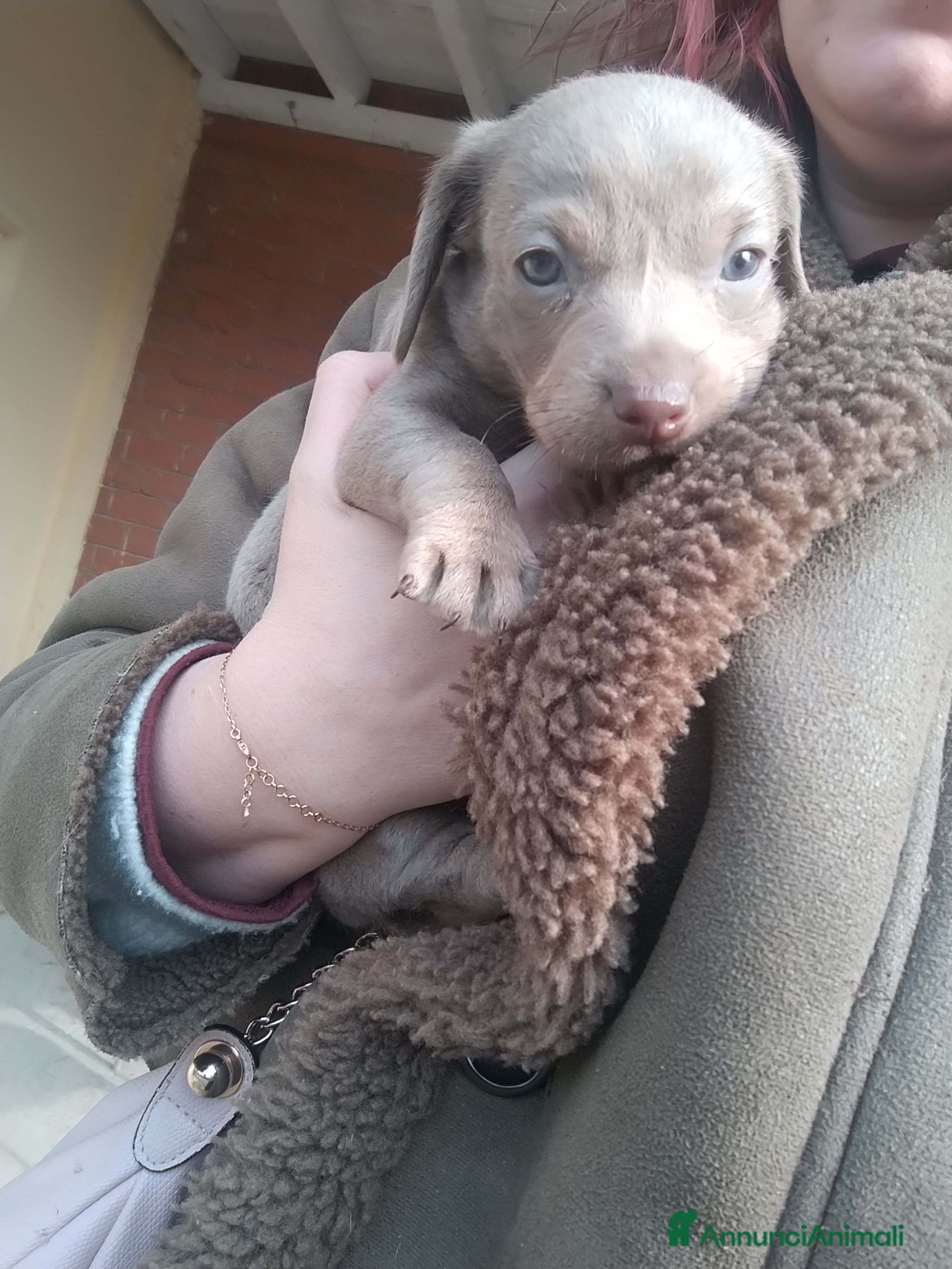 Bassotto cani Cucciolo di bassotto a pelo raso - Annuncio 4