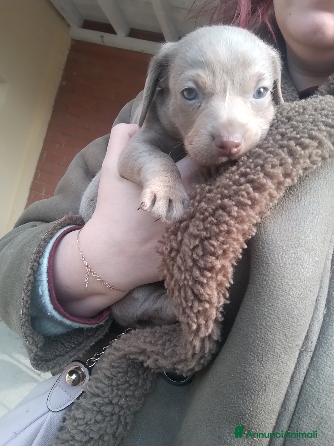 Bassotto cani in vendita: Cucciolo di bassotto a pelo raso - Annuncio 1