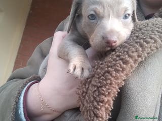 Bassotto cani Cucciolo di bassotto a pelo raso - Annuncio 4