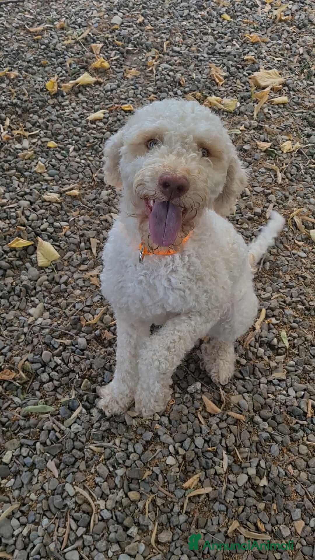 Lagotto cani in regalo: ISOTTA, dolcissima LAGOTTA cerca famiglia! - Annuncio 5