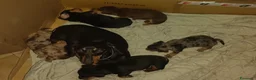 Bassotto Nano cani in vendita: Cucciolo di bassotto nano nero focato a Provincia di Treviso - Annuncio 2