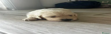 Golden Retriever - Atlas