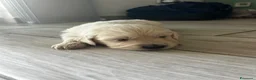 Golden Retriever cani in vendita: Cuccioli disponibili - Golden retriever - Annuncio 7