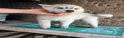 Husky cani in vendita: cuccioli di husky  - Annuncio 13