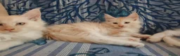 Maine Coon gatti in vendita: Gattini Maine Coon con pedigree AFSI - Annuncio 1