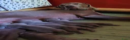 Weimaraner cani in vendita: WEIMARANER splendidi cuccioli  - Annuncio 15
