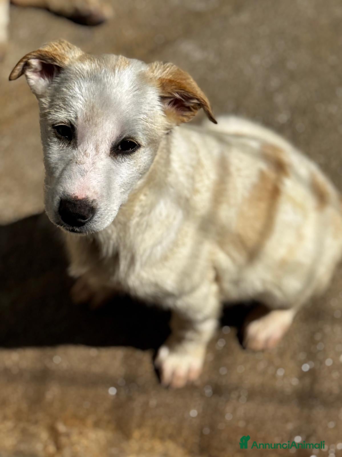 Meticcio cani Leo cucciolo meticcio simil labrador  - Annuncio 17