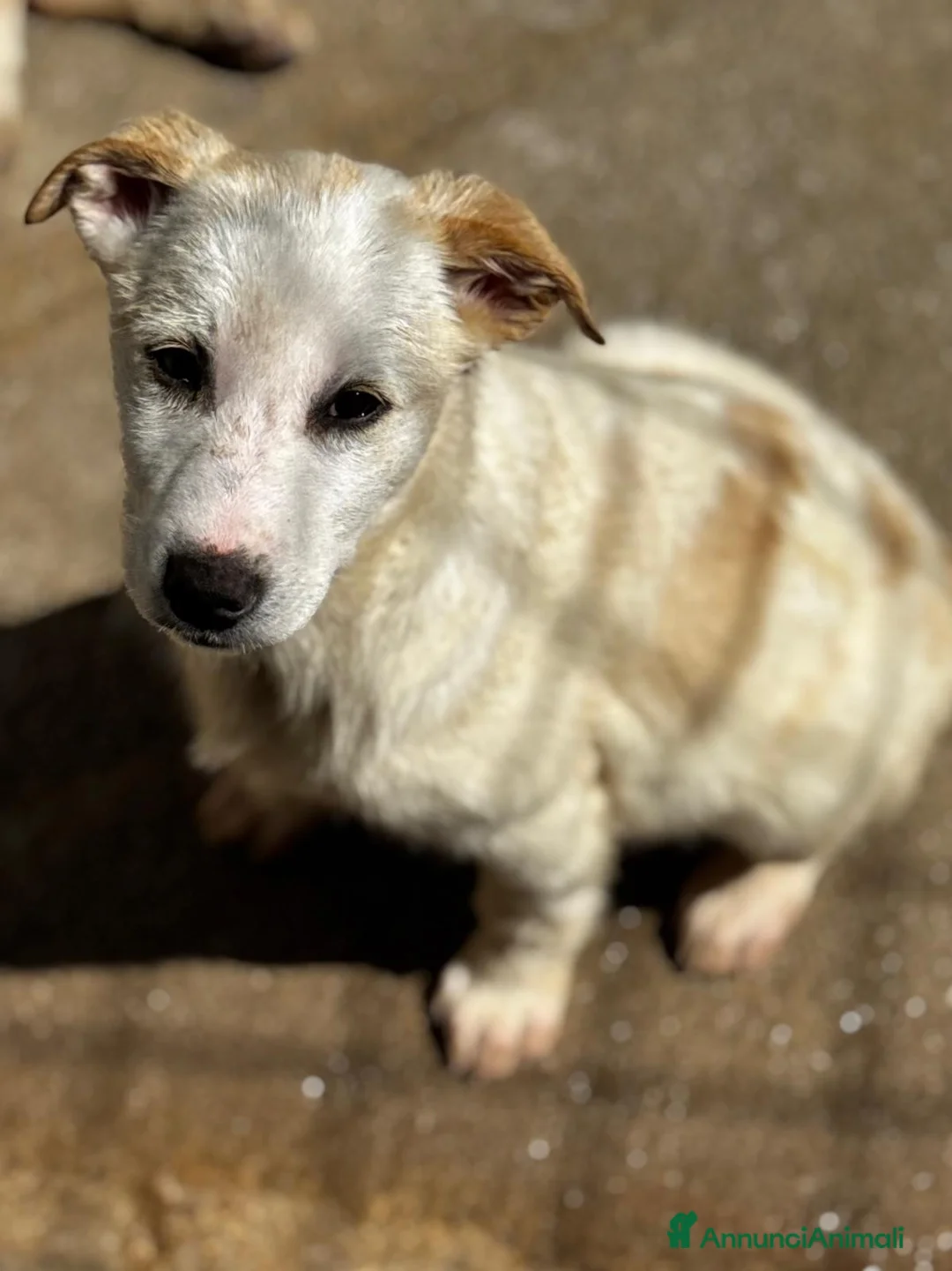 Meticcio cani in regalo: Leo cucciolo meticcio simil labrador  a Città Metropolitana di Bologna - Annuncio 1