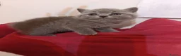 British gatti in vendita: British blu - Annuncio 3