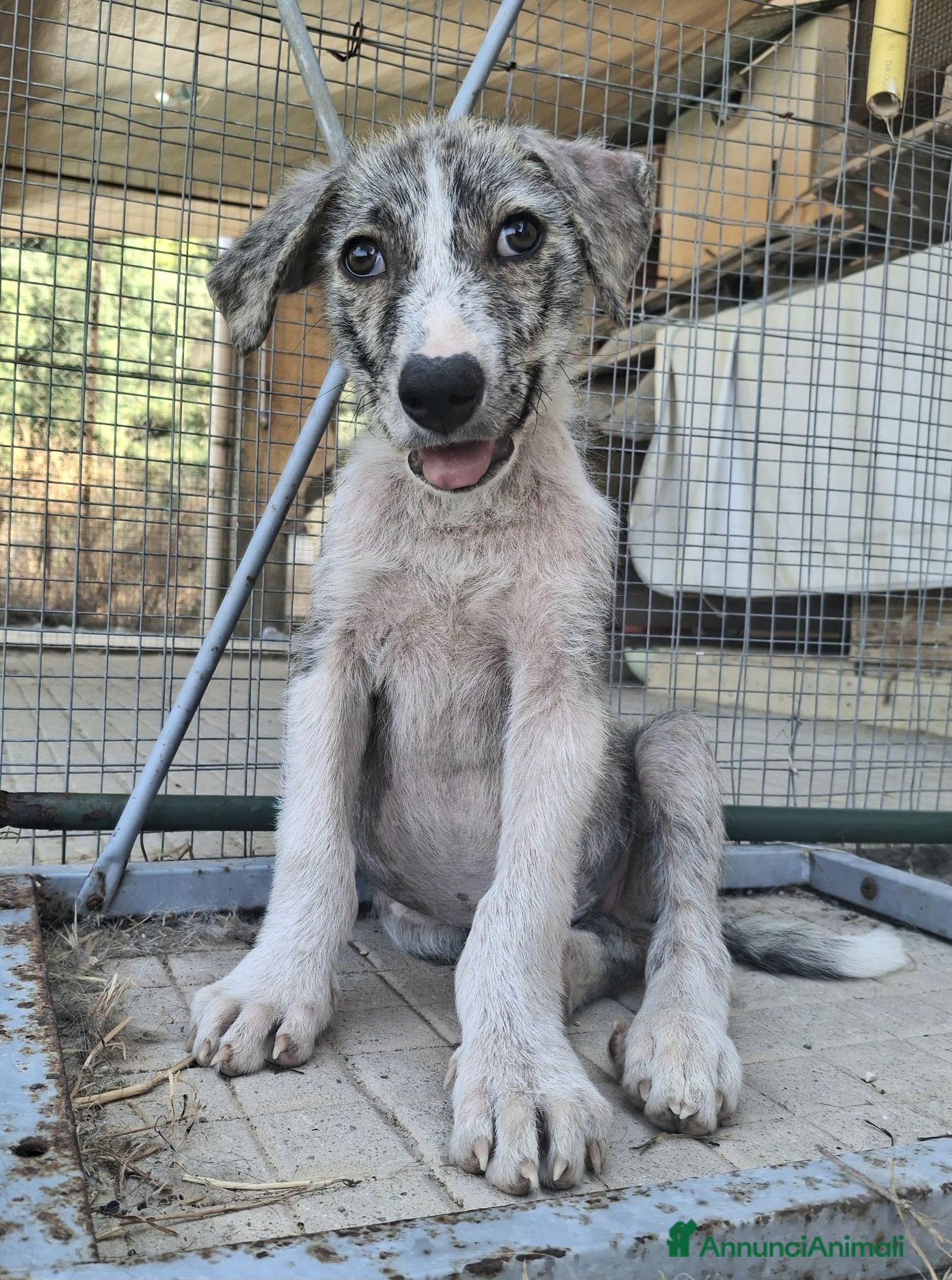 Meticcio cani Silver 2 mesi taglia media  - Annuncio 36