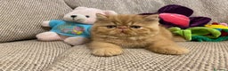 Exotic Shorthair gatti in vendita: Gattino exotic shorthair - Annuncio 2