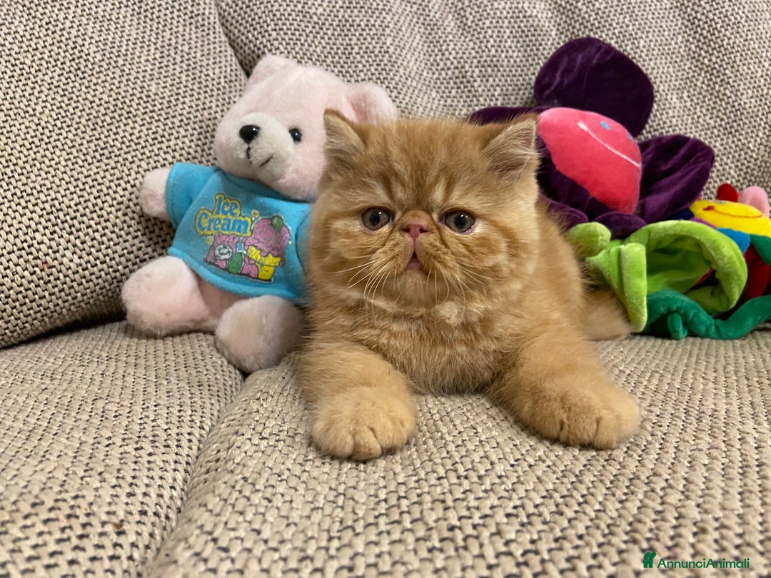Exotic Shorthair gatti in vendita: Gattino exotic shorthair - Annuncio 2
