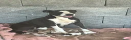 Meticcio cani in vendita: Pitbull a Città metropolitana di Catania - Annuncio 2