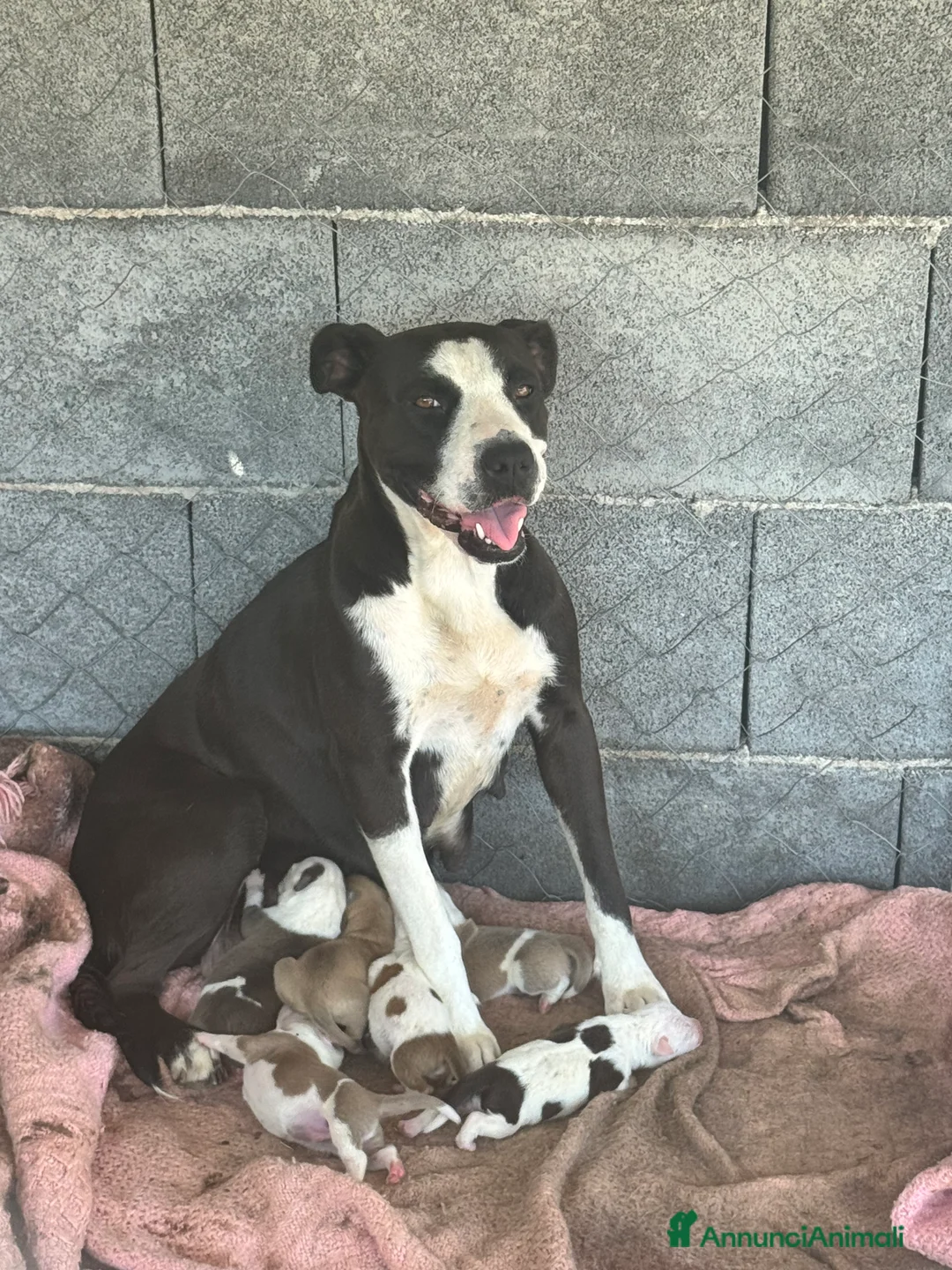 Meticcio cani in vendita: Pitbull a Città metropolitana di Catania - Annuncio 2