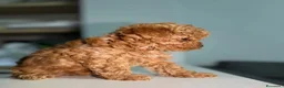 Maltipoo cani in vendita: Cuccioli di Maltipoo F1B a Città metropolitana di Milano - Annuncio 14