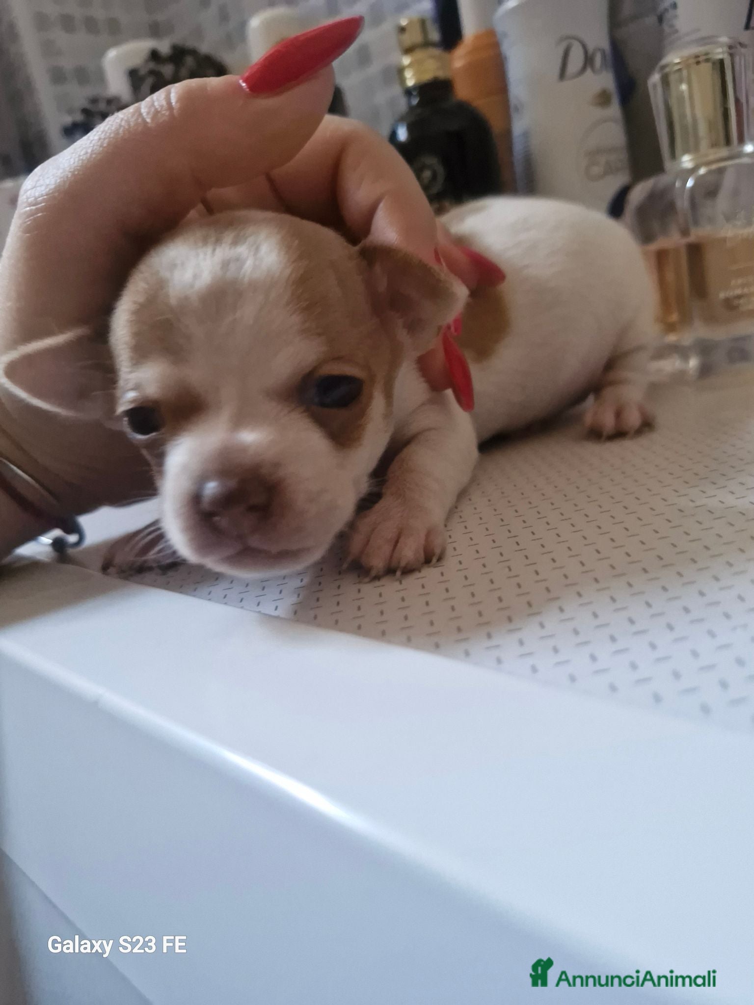 Chihuahua cani Cuccioli di Chiwawa - Annuncio 2