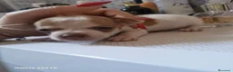 Chihuahua cani in vendita: Cuccioli di Chiwawa - Annuncio 1