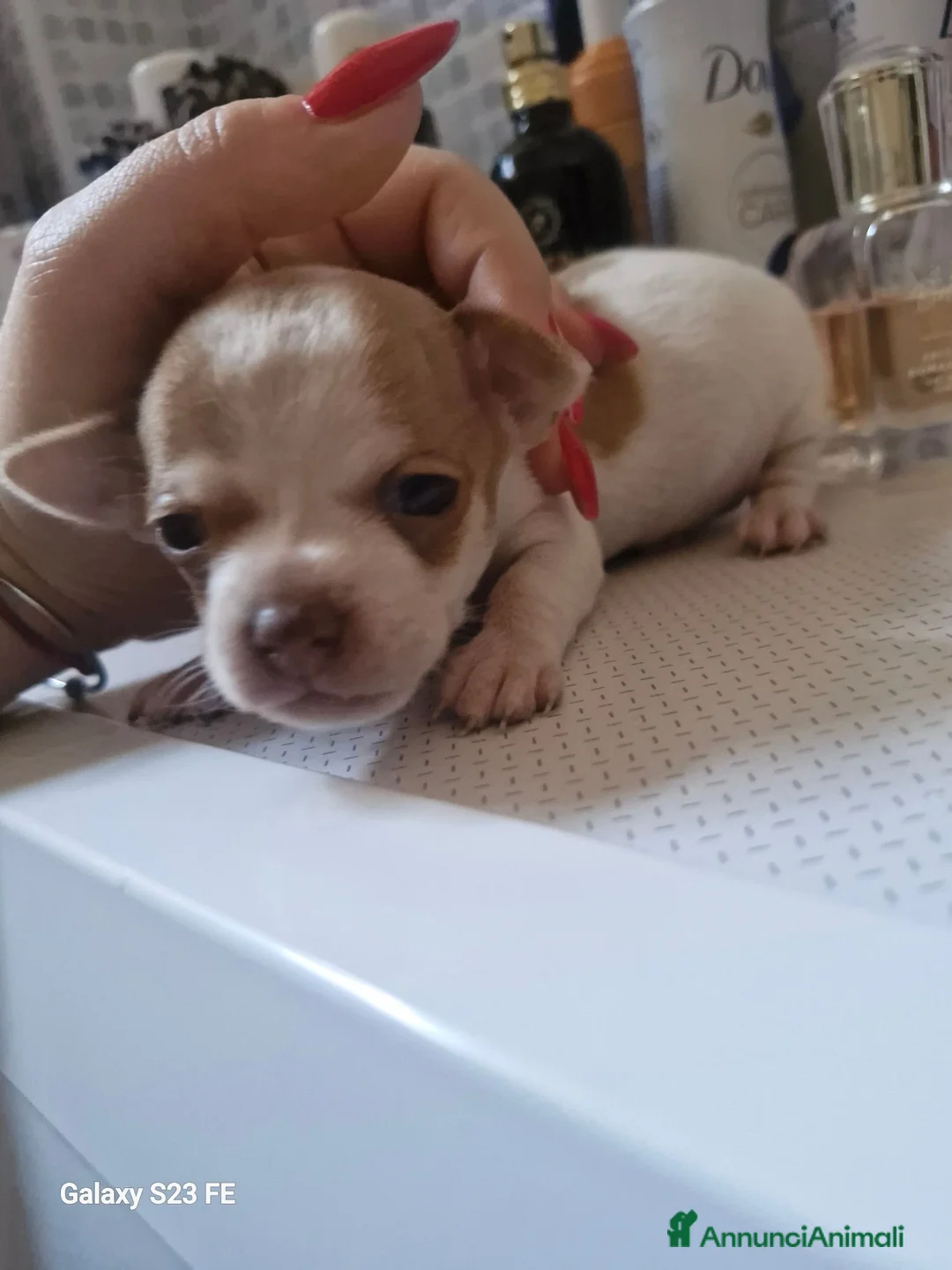 Chihuahua cani in vendita: Cuccioli di Chiwawa - Annuncio 1