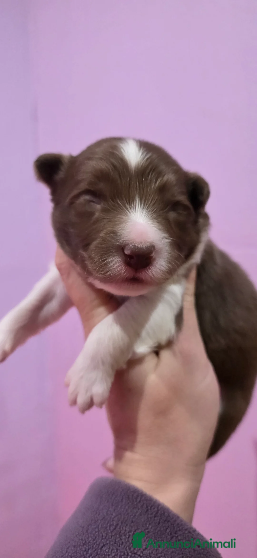 Border Collie cani in vendita: Border collie  - Annuncio 6