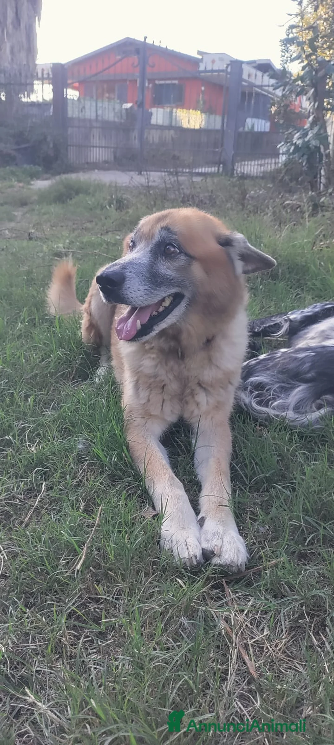 Meticcio cani in regalo: Boris simil pastore 10anni 4anni di appelliSALERNO - Annuncio 2
