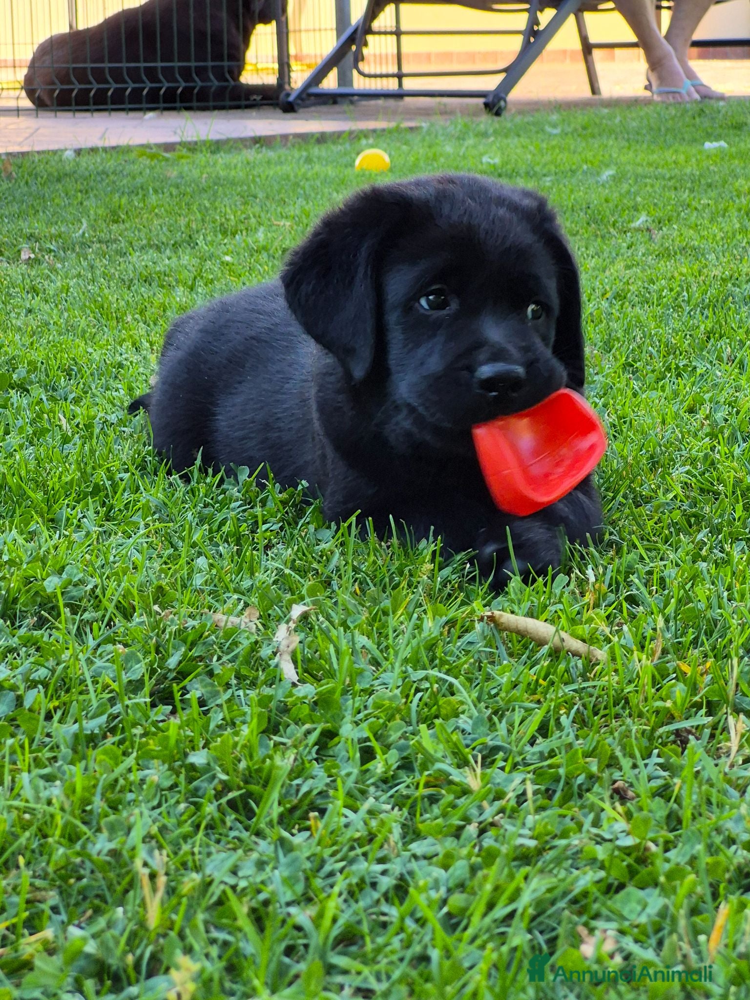 Labrador cani CUCCIOLI LABRADOR  - Annuncio 16