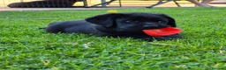 Labrador cani in vendita: CUCCIOLI LABRADOR  a Provincia di Forlì-Cesena - Annuncio 1