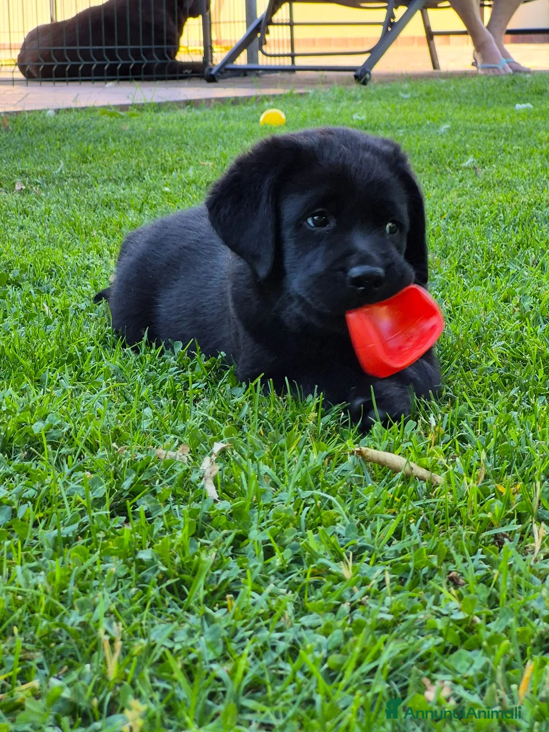 Labrador cani in vendita: CUCCIOLI LABRADOR  a Provincia di Forlì-Cesena - Annuncio 1