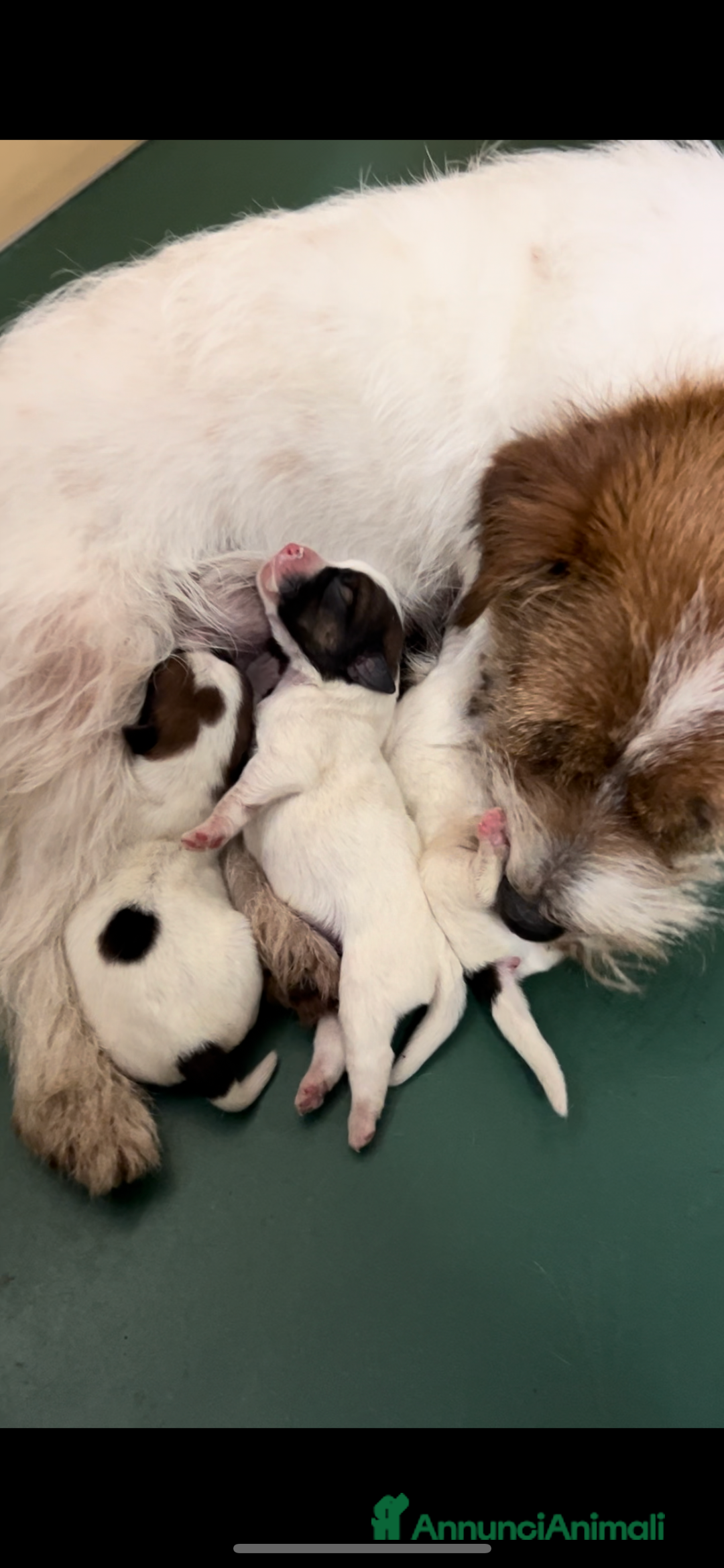 Jack Russell cani in vendita: Femmina di jack Russell pelo broken  a Città metropolitana di Milano - Immagine 3