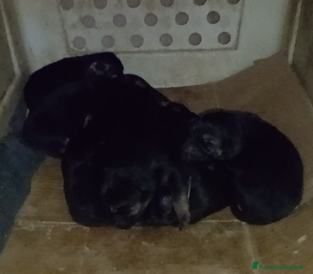 Pastore Tedesco cani in vendita: splendidi cuccioli  - Annuncio 23