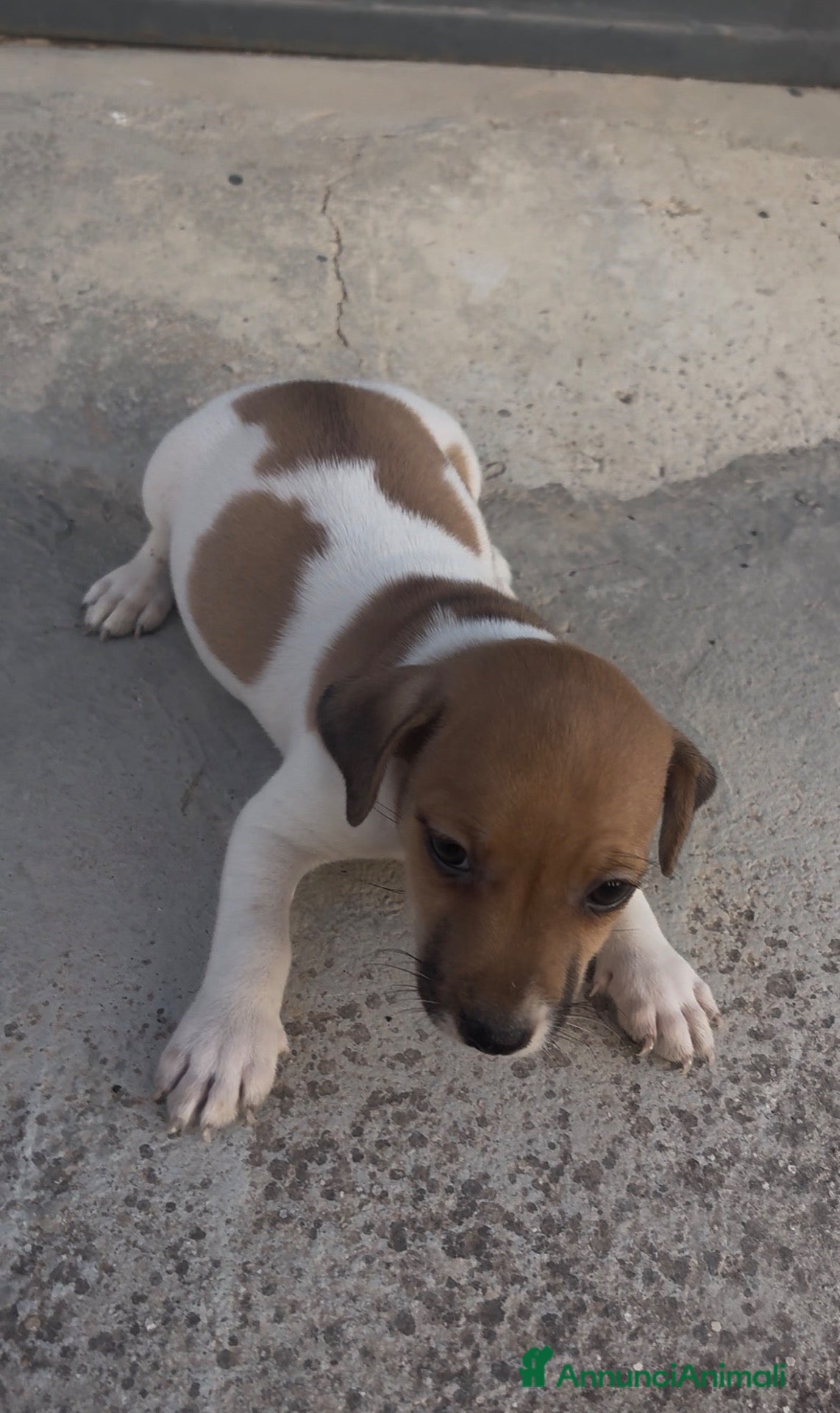 Jack Russell cani Cucciolo di Jack Russell - Annuncio 8