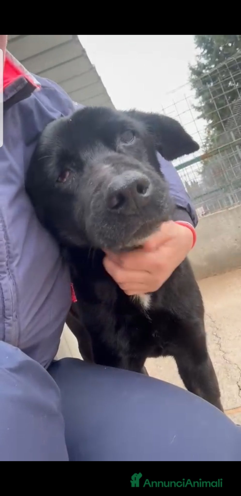 Meticcio cani ADOZ.DEL💔:anziano,cieco,sordo,abband.stava morend - Annuncio 1