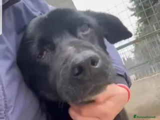 Meticcio cani ADOZ.DEL💔:anziano,cieco,sordo,abband.stava morend - Annuncio 1