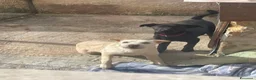 Shar Pei cani in vendita: Vendo cuccioli🐶🐾 a Libero consorzio comunale di Trapani - Annuncio 1