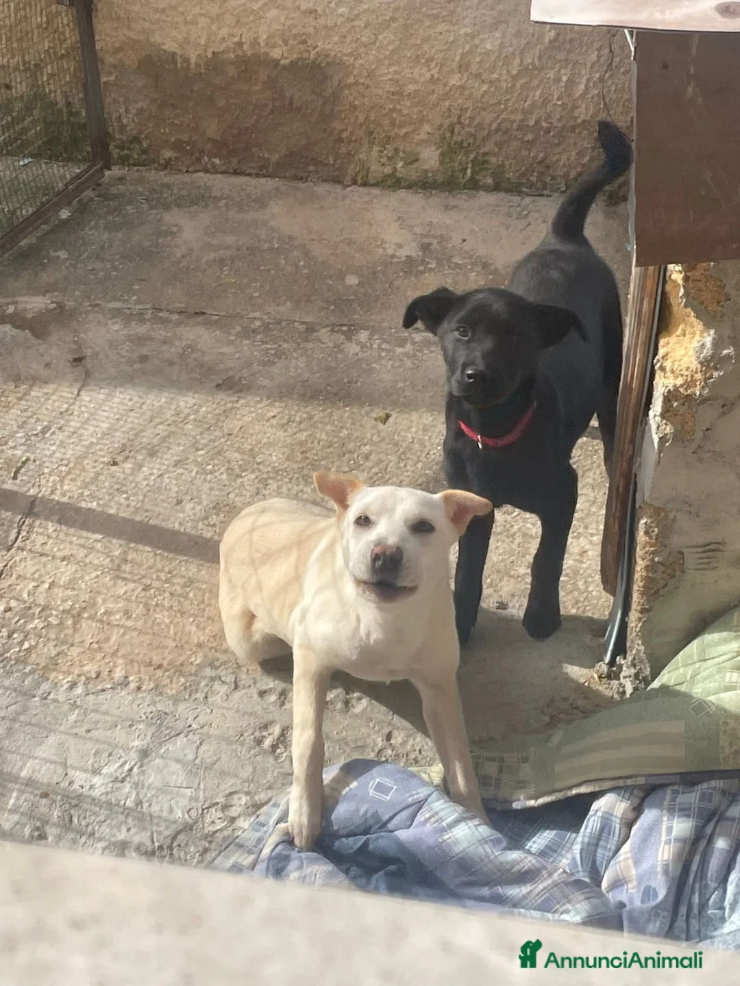 Shar Pei cani in vendita: Vendo cuccioli🐶🐾 a Libero consorzio comunale di Trapani - Annuncio 1