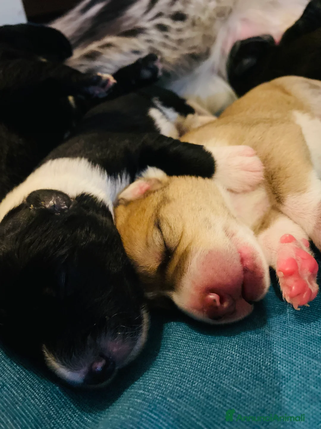 Border Collie cani in regalo: Cuccioli incrocio Border collie - in adozione  - Annuncio 7