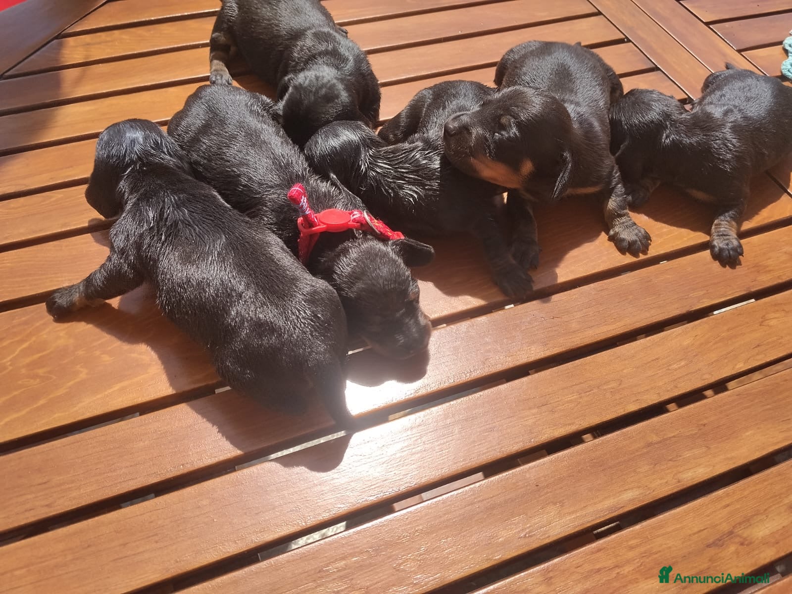 Bassotto cani Cuccioli bassotti nani  - Annuncio 8