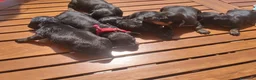 Bassotto cani in vendita: Cuccioli bassotti nani  - Annuncio 1