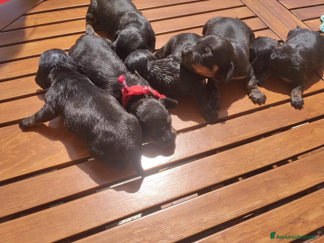 Bassotto cani in vendita: Cuccioli bassotti nani  - Annuncio 1
