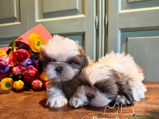 Shih Tzu cani Cuccioli di ShihTzu - Annuncio 17