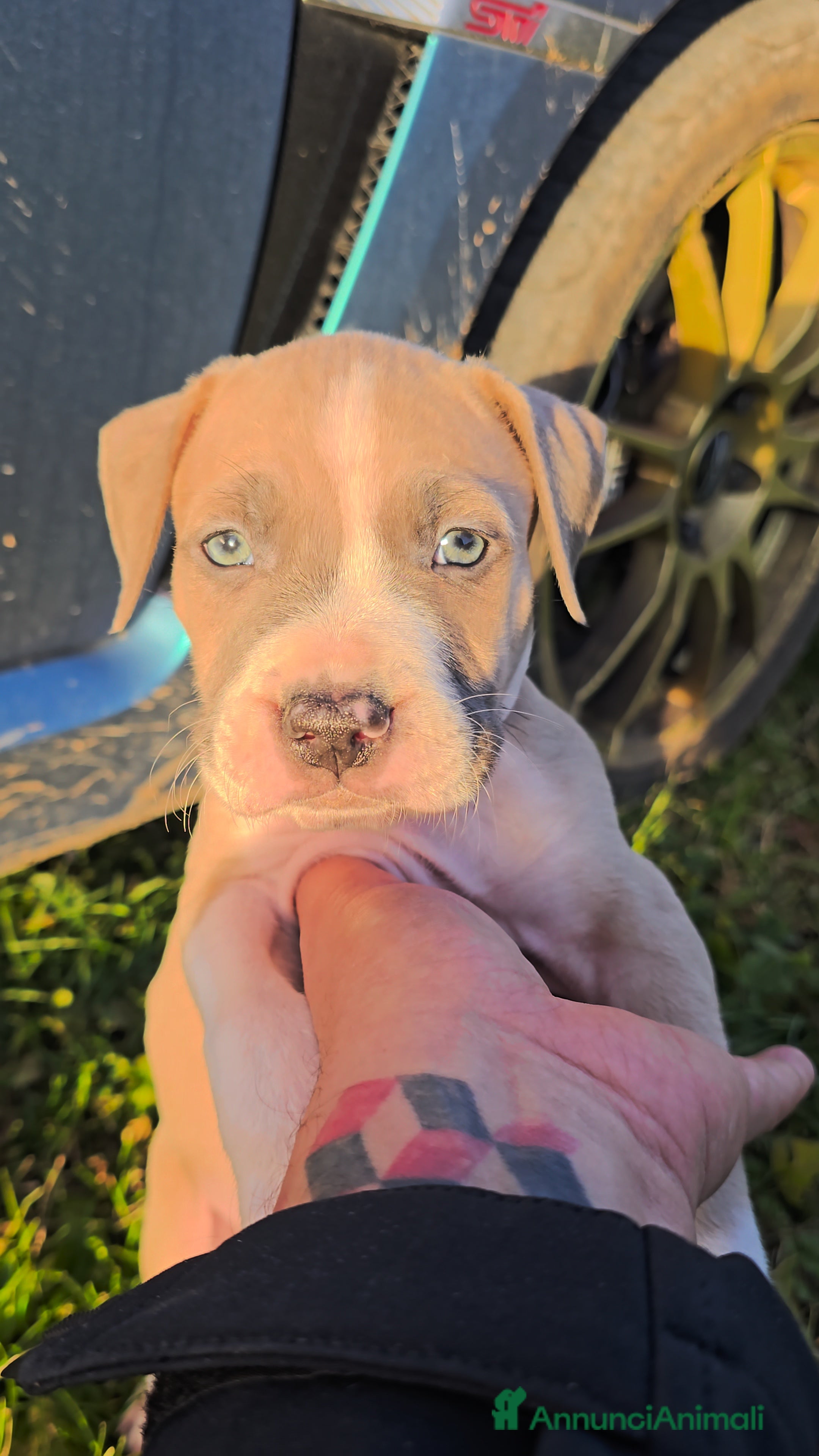 American Staffordshire cani Cuccioli Amstaff  - Annuncio 2