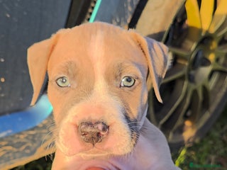 American Staffordshire cani Cuccioli Amstaff - Annuncio 1