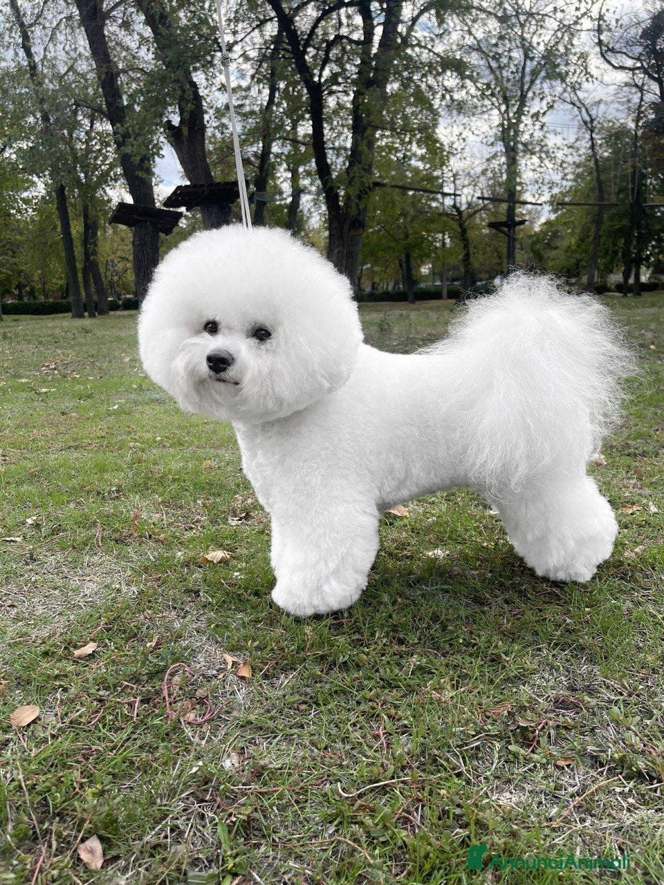 Deborah Snowy Curl Wavy of God